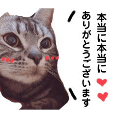 [LINEスタンプ] アメリカンショートこてつの感謝スタンプ