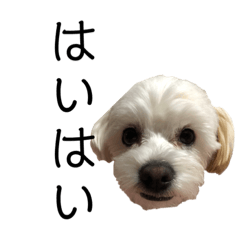 [LINEスタンプ] てん犬スタンプ