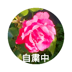 [LINEスタンプ] 外出自粛します