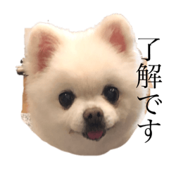 [LINEスタンプ] 白ポメのラナちゃん