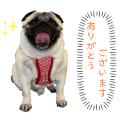 [LINEスタンプ] パグの諷太郎⭐︎第3段