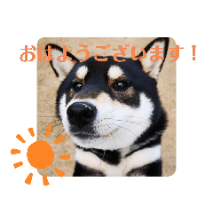[LINEスタンプ] 黒柴 日常で使えるスタンプ