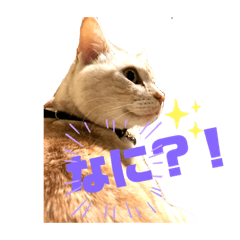 [LINEスタンプ] ぼくたちわたしたちマンチカンズ from Kiki