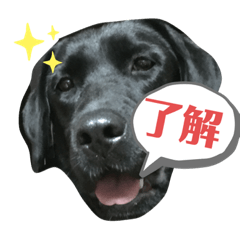 [LINEスタンプ] 黒ラブぱーるちゃんの仲間たち