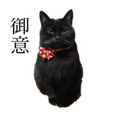 [LINEスタンプ] 猫のひじきです。