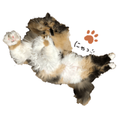 ぶさかわきなこちゃん 4