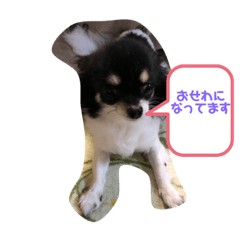 [LINEスタンプ] ベル敬語研究