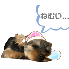 [LINEスタンプ] Chloeちゃんスタンプ₍ᐢ- ̫-ᐢ₎♡