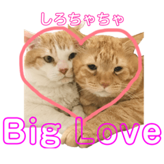 [LINEスタンプ] しろちゃちゃ