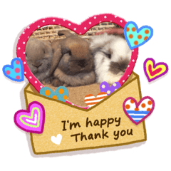 [LINEスタンプ] かわいいうさぎ08111114