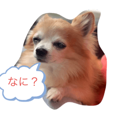 [LINEスタンプ] 毎日りゅうくんだよ