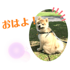 [LINEスタンプ] ポメラニアン   ほくちゃんDays