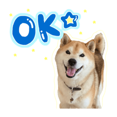 [LINEスタンプ] 柴犬そらくんスタンプ