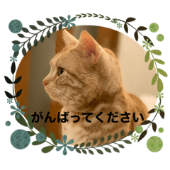 [LINEスタンプ] アルときなこのなかよし日記