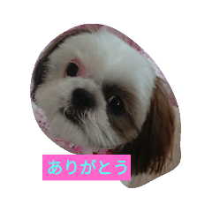 [LINEスタンプ] シーズーりーたん