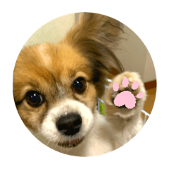 [LINEスタンプ] ちょきぽん