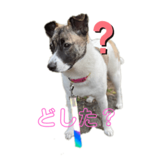 [LINEスタンプ] わがやのこた