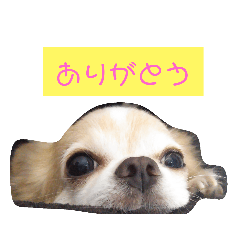 [LINEスタンプ] ウチの おいさん
