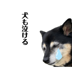 [LINEスタンプ] 実は私、犬飼ってます2