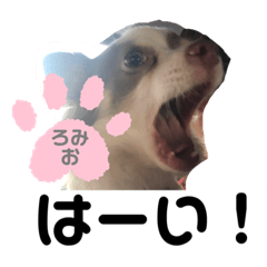 [LINEスタンプ] 家族だいすきろみおくん