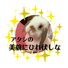 [LINEスタンプ] うさぎのホイちゃん