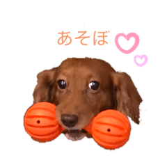 [LINEスタンプ] ダックスわんこの日常生活