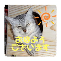 [LINEスタンプ] 我が家の4匹ねこズ。