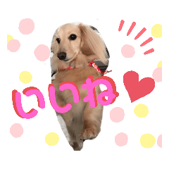 [LINEスタンプ] ぷーちゃん☆スタンプ