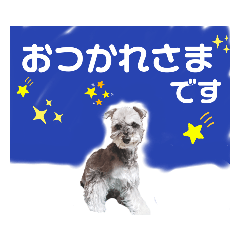 [LINEスタンプ] シュナの日常②