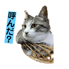 [LINEスタンプ] ウチのコ スタンプ ルド＆トラ2