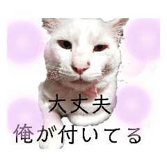 [LINEスタンプ] しろねこピーチマン2