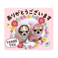 [LINEスタンプ] チワワ イブ＆ルイ敬語ver.