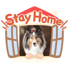 [LINEスタンプ] シェルティ   癒しのキキ