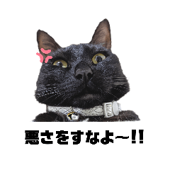 [LINEスタンプ] （ホワとクロ）