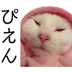 [LINEスタンプ] 猫学生の日常 (Neko Gakusei）