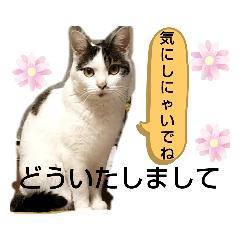 [LINEスタンプ] きなこがスタンプに。②猫ネコ可愛いねこ