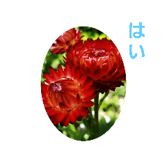 [LINEスタンプ] 花にかこまれて