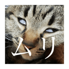 [LINEスタンプ] らーこちゃん