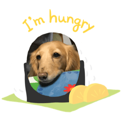 [LINEスタンプ] 愛犬ROCOの日常(最新)