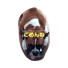 [LINEスタンプ] ボクサー犬 愛