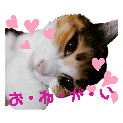[LINEスタンプ] もみとらスタンプ
