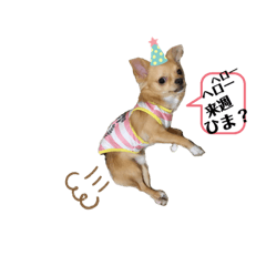 [LINEスタンプ] チワワのコンちゃんスタンプ(´ω`)