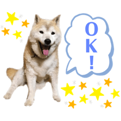 [LINEスタンプ] 柴犬まいにちスタンプ