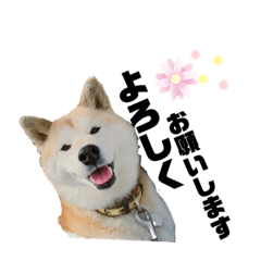 [LINEスタンプ] らんとQoo