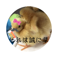 [LINEスタンプ] ヒメウズラ（雛）のスタンプ