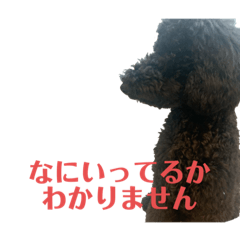 [LINEスタンプ] プードルブラックの日常2