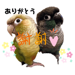 [LINEスタンプ] 鳥あえずお返事スタンプ