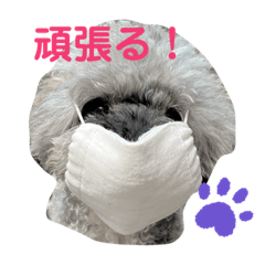 [LINEスタンプ] プードルぱっちゃん