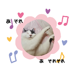 [LINEスタンプ] 関西猫   てん     KANSAIcat  tenn