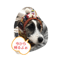 [LINEスタンプ] ジャックラッセルテリアラテスタンプ6